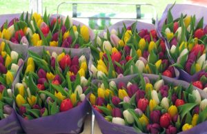 Оптовая закупка тюльпанов к весне