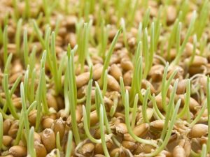 Зерна для проращивания: здоровая еда у вас дома