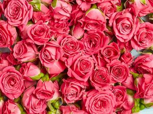 Выбираем лучшие букеты из роз: правила выбора