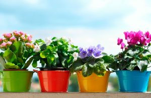 Доставка цветов и комнатных растений: быстро и недорого
