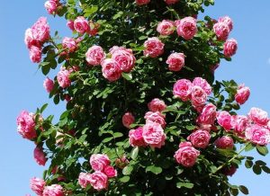 Как сделать розы украшением своего сада