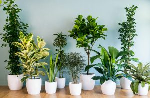 Комнатные растения для вашего дома.
