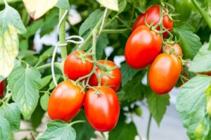 Выбираем семена томатов для выращивания