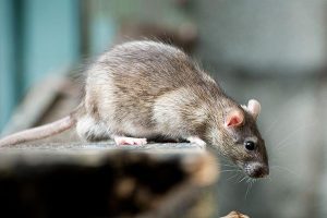 Почему важно обработать помещения от крыс: процесс, рекомендации специалистов