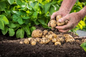 Картофель с подсобного хозяйства: экологически чистый продукт без химических добавок