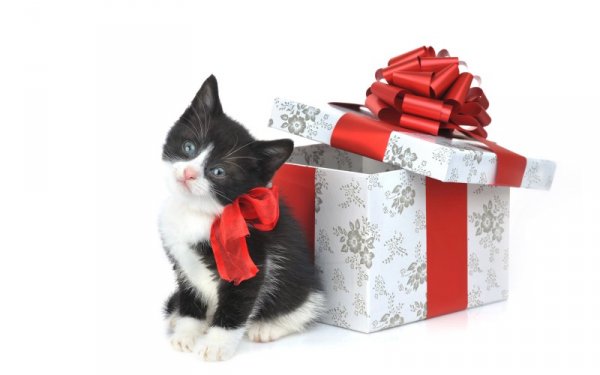 Котенок с подарочной коробкой