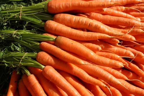 Чем полезна морковь