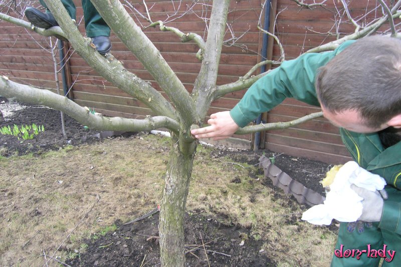 Как сделать весеннюю обработку садовых деревьев