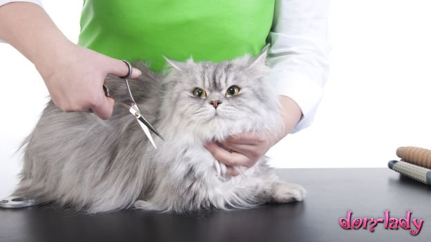 Особенности салонных процедур по уходу за кошками