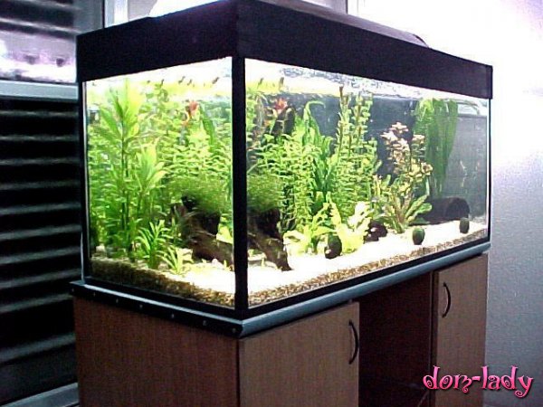 Как подобрать рыбок в аквариум?