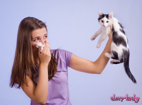 Домашние животные, не вызывающие аллергии