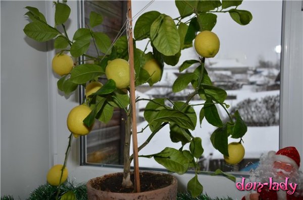 Выращивание лимона Павловского дома