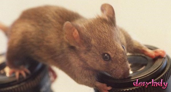Новое лечение диабета 1 типа успешно протестировали на мышах