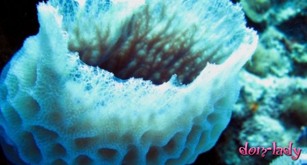 Лекарство от «спящего» туберкулеза найдено в морских губках