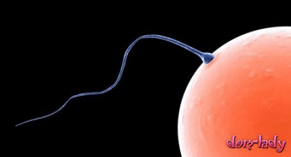 Рожденные от доноров спермы дети не отличаются здоровьем от всех других детей – ученые