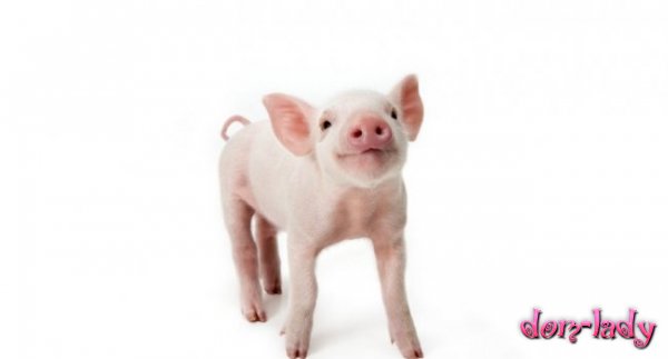 Биологи вырастили свиней с пригодными для человека органами