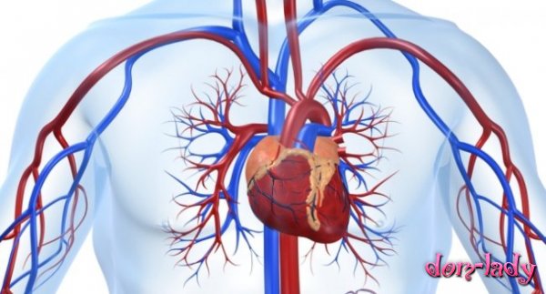 Найдены мутации, повышающие риск ишемической болезни сердца