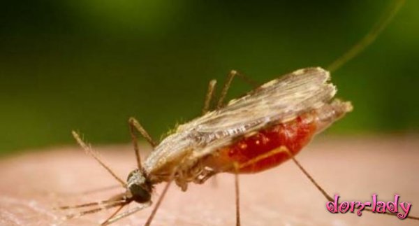 Метаболизм влияет на риск заражения малярией – исследование