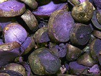 Фиолетовый картофель назван новым суперпродуктом