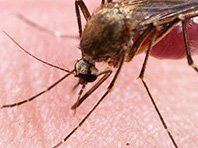 Метаболизм влияет на риск заражения малярией, показало исследование