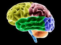 Российские ученые создали искусственную замену головному мозгу