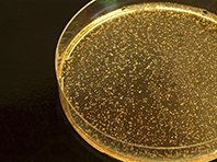 Лактобактерии оказались универсальной защитой против вирусов гриппа