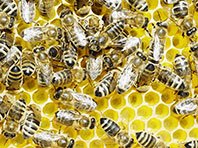 Российские ученые обратят пчелиный яд против онкологических заболеваний