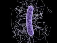 Биологи выяснили, что помогает распространяться опасным бактериям