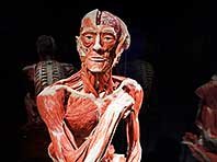 Мышцы человека - секрет к получению целой армии биороботов