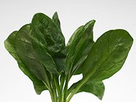 Неврологи доказали пользу зеленых листовых овощей для мозга