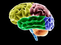 Исследователи узнали, как мозг контролирует социальное поведение