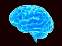 Головной мозг созревает не раньше, чем в 30 лет, утверждают специалисты