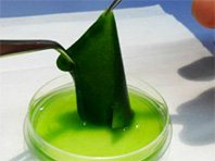 Чилийский ученый использовал водоросли для получения искусственной кожи