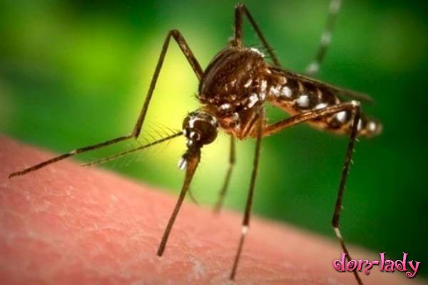 Исследователи знают, как победить комаров, распространяющих болезни