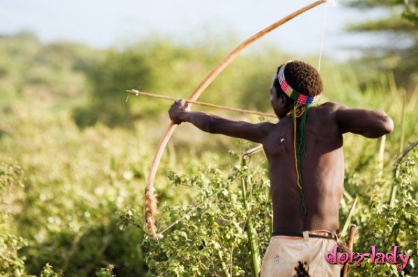 Яд со стрел африканских воинов сделают основой контрацептивов