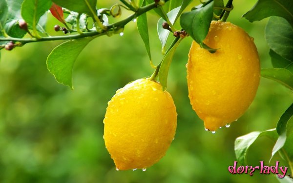 Кусочки лимона в напитках опасны для здоровья