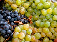 Соединения из винограда помогут справиться с депрессией