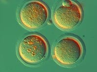 Яйцеклетки возможно получить в лабораторных условиях, доказали ученые