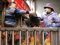 Китай: зафиксирован первый случай заражения человека птичьим гриппом H7N4
