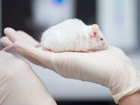 Исследователи убрали бляшки из мозга мышей с деменцией