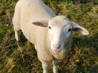 Научная революция: биологи создали химеру овцы и человека