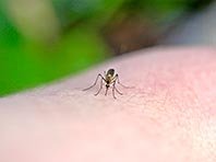 Москиты-мутанты положат конец распространению тропических лихорадок