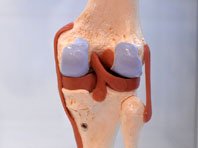 Ученые вырастили новые коленные суставы из носов пациентов