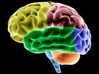 Протезы и системы, "прокачивающие" мозг, - новый многомиллионный проект