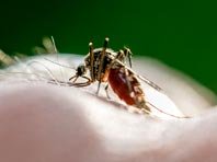 Исследователи уверены: универсальное средство против малярии найдено