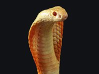 Смертельное исследование: специалист тестирует на себе яды змей