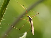 Открытие: одного укуса комара достаточно, чтобы запустить мощный ответ иммунитета