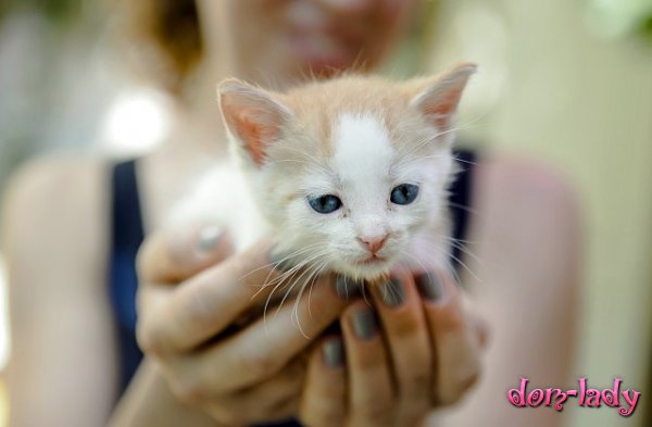 Исследователи создадут первую в мире вакцину против аллергии на кошек