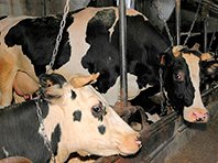 Обычные коровы могут вызвать новую мировую эпидемию суперинфекций