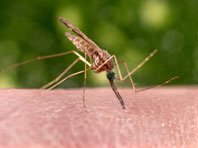 Представлен новый способ борьбы с эпидемиями малярии